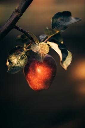 有机红元帅蛇果图片